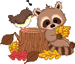 Fall Raccoon